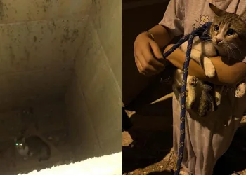 Yayladağı’nda örtü yangını