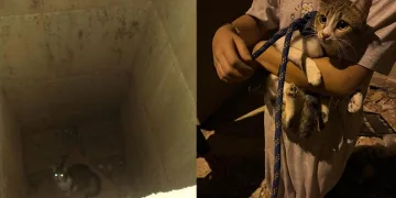 Yayladağı’nda örtü yangını