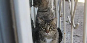 Otomobil takla attı: 1 yaralı