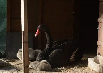 Cumhuriyet’in 101. yılında zaferin dansı sahnelendi
