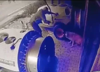 Bursa’da tavuğunu yiyen köpeği döverek öldürdü
