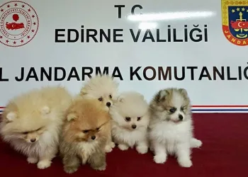 Cins köpekler jandarmayı geçemedi