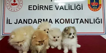 Cins köpekler jandarmayı geçemedi