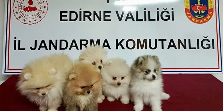 Cins köpekler jandarmayı geçemedi