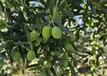 Zeytinin maliyet ücreti arttı
