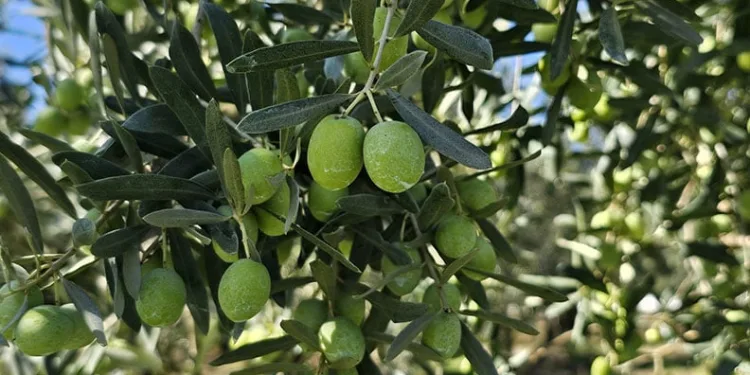 Zeytinin maliyet ücreti arttı