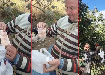 Bursa’da bahçeden hurma toplayıp parasını ağaca astı