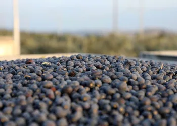 Mudanya zeytin turizmiyle markalaşacak