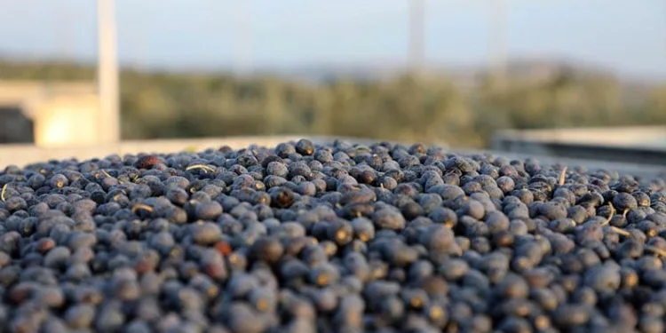 Mudanya zeytin turizmiyle markalaşacak