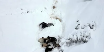 Erzurum’da 350 koyun uçurumdan düştü