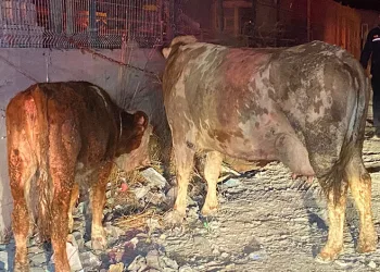 Esenyurt’ta ahır yandı, hayvanlar öldü