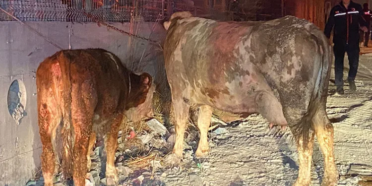 Esenyurt’ta ahır yandı, hayvanlar öldü