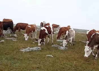 Jandarma ekipleri minik öğrencilere doğa sevgisini anlattı