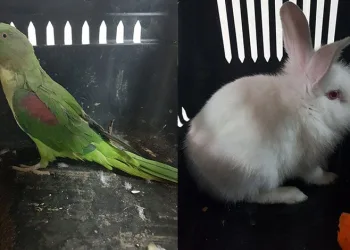 Bafra’da uyuşturucu operasyonu: 7 gözaltı