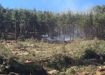 Burdur’da kesim sahasındaki orman yangınında 3 dönümlük alan yandı