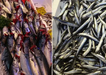 Palamut ve hamsinin ihracat rakamları şaşırttı