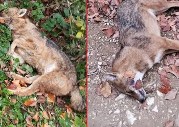 Bursa’da 3 kurt ormanda ölü bulundu