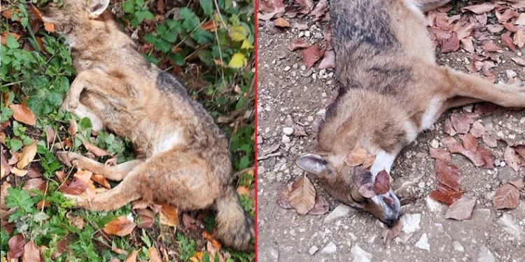 Bursa’da 3 kurt ormanda ölü bulundu