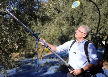 Mudanya Belediyesi zeytin üreticisinin yanında