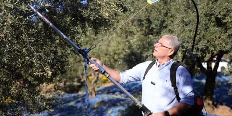 Mudanya Belediyesi zeytin üreticisinin yanında