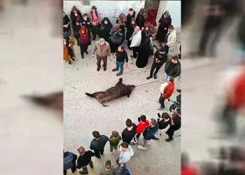 Köye inen domuz vatandaşlara saldırdı