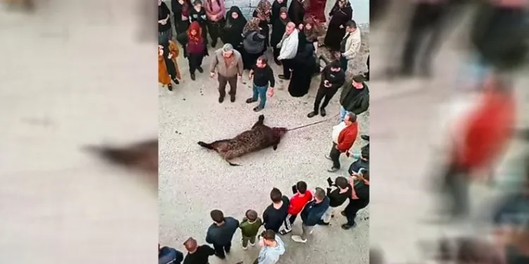 Köye inen domuz vatandaşlara saldırdı