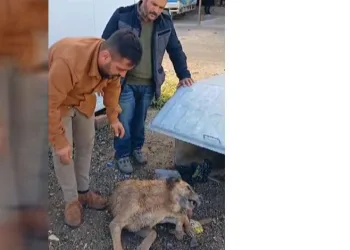 Çöp konteynerinde bitkin halde bulunan köpeğe şefkat eli