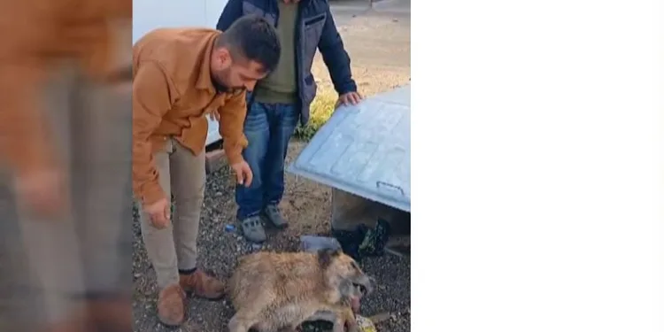 Çöp konteynerinde bitkin halde bulunan köpeğe şefkat eli