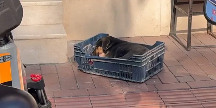 Duyarsız sürücünün çarptığı köpeğe zabıta sahip çıktı