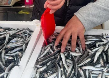 Fiyatı düşen hamsiye yoğun ilgi