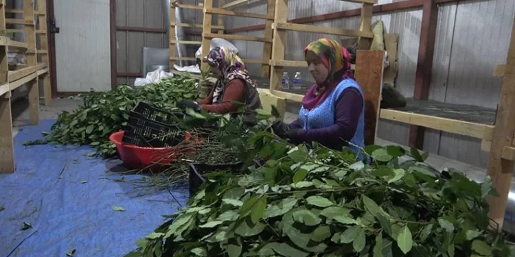 İlçede 20 çeşit tıbbi bitki kurutulup ihraç ediliyor