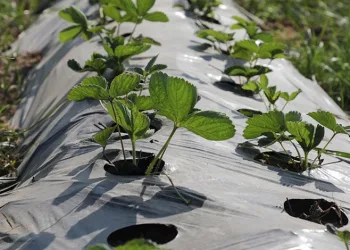 Van merkezli medyum operasyonu: 15 gözaltı