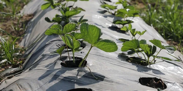 Van merkezli medyum operasyonu: 15 gözaltı