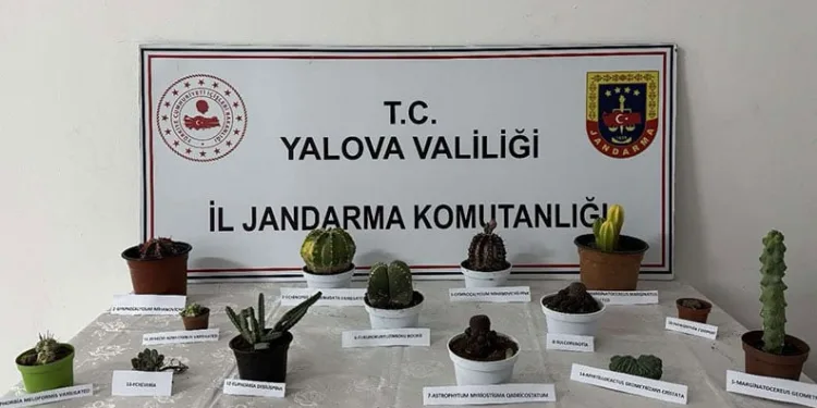 Bafra’da uyuşturucu operasyonu: 7 gözaltı
