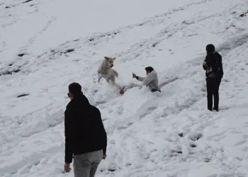 Çoban köpeği karda kayan gençlerle oynadı