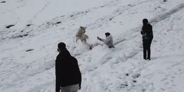 Çoban köpeği karda kayan gençlerle oynadı