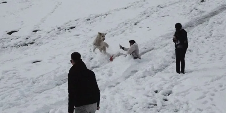 Çoban köpeği karda kayan gençlerle oynadı