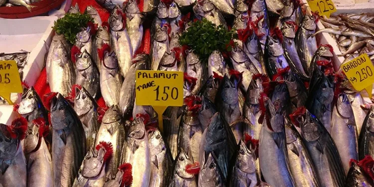 Palamut ve hamsi ihracatı şaşırttı