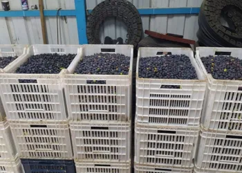 Orhangazi’de zeytin ve zeytinyağı üretiminde yeni dönem
