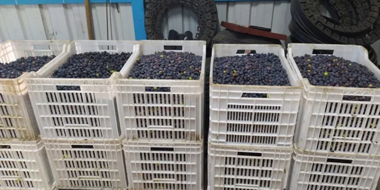 Orhangazi’de zeytin ve zeytinyağı üretiminde yeni dönem