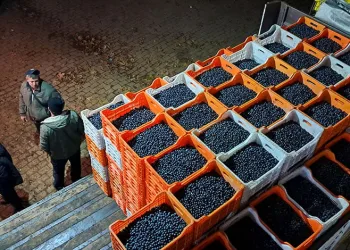 Bursa’da zeytin üreticilerinin Tarım Kredi çilesi