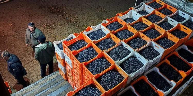 Bursa’da zeytin üreticilerinin Tarım Kredi çilesi