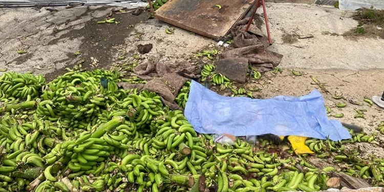 Muz serasında raylı sistemin halatı koptu: 2 ölü, 2 yaralı