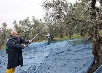 Şadi Özdemir zeytin hasadına katıldı