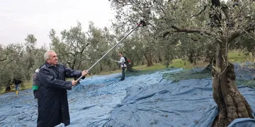 Şadi Özdemir zeytin hasadına katıldı