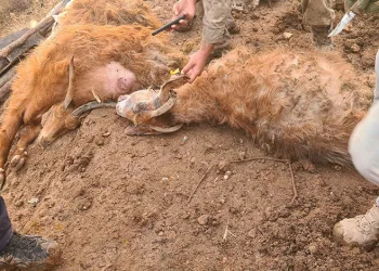 Elazığ’da son bir haftada 254 olay meydana geldi, 250 şahıs yakalandı