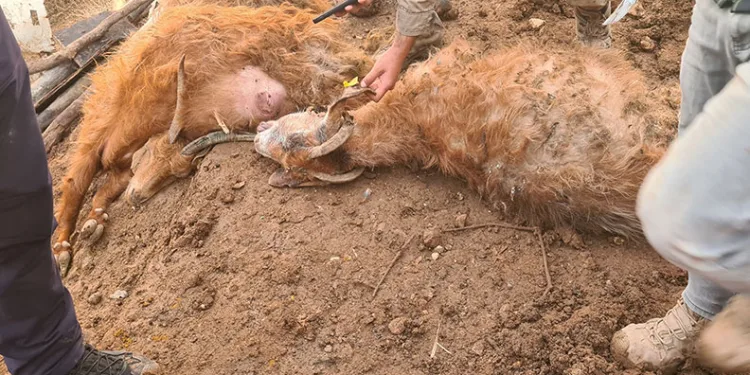 Elazığ’da son bir haftada 254 olay meydana geldi, 250 şahıs yakalandı