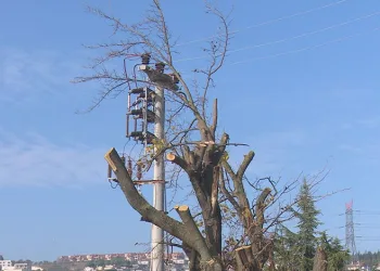 Bursa’da yanlış budama alarmı: Uzmanlar uyardı!