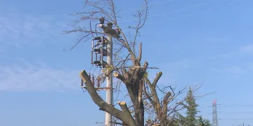 Bursa’da yanlış budama alarmı: Uzmanlar uyardı!