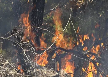 Van merkezli medyum operasyonu: 15 gözaltı